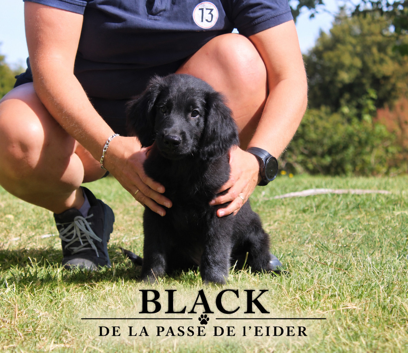 de la Passe de l'Eider - Chiots disponibles - Flat Coated Retriever