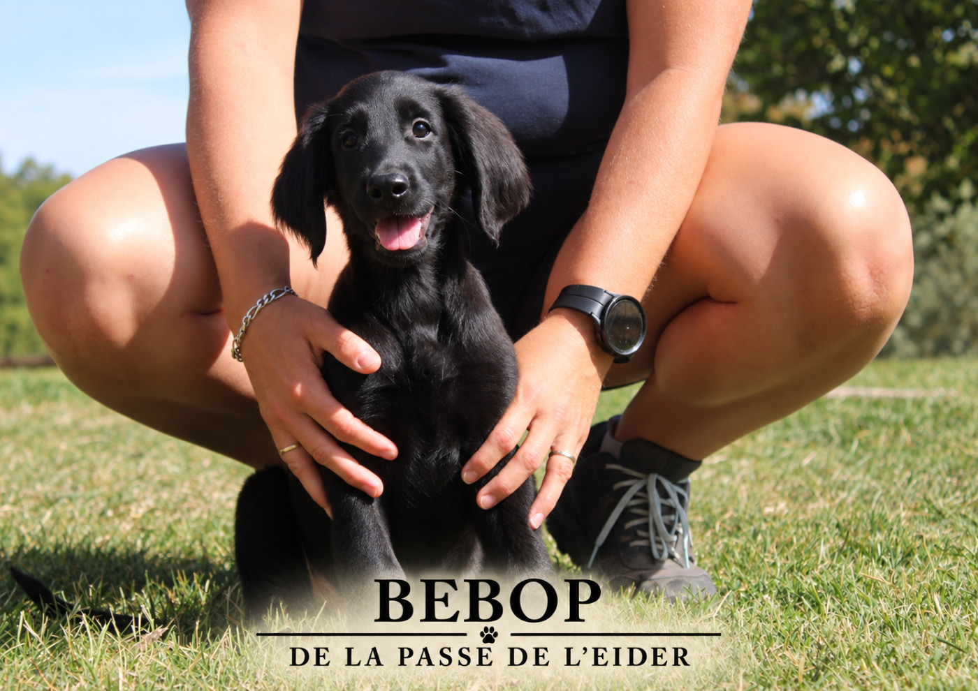 Chiot Flat Coated Retriever de la Passe de l'Eider