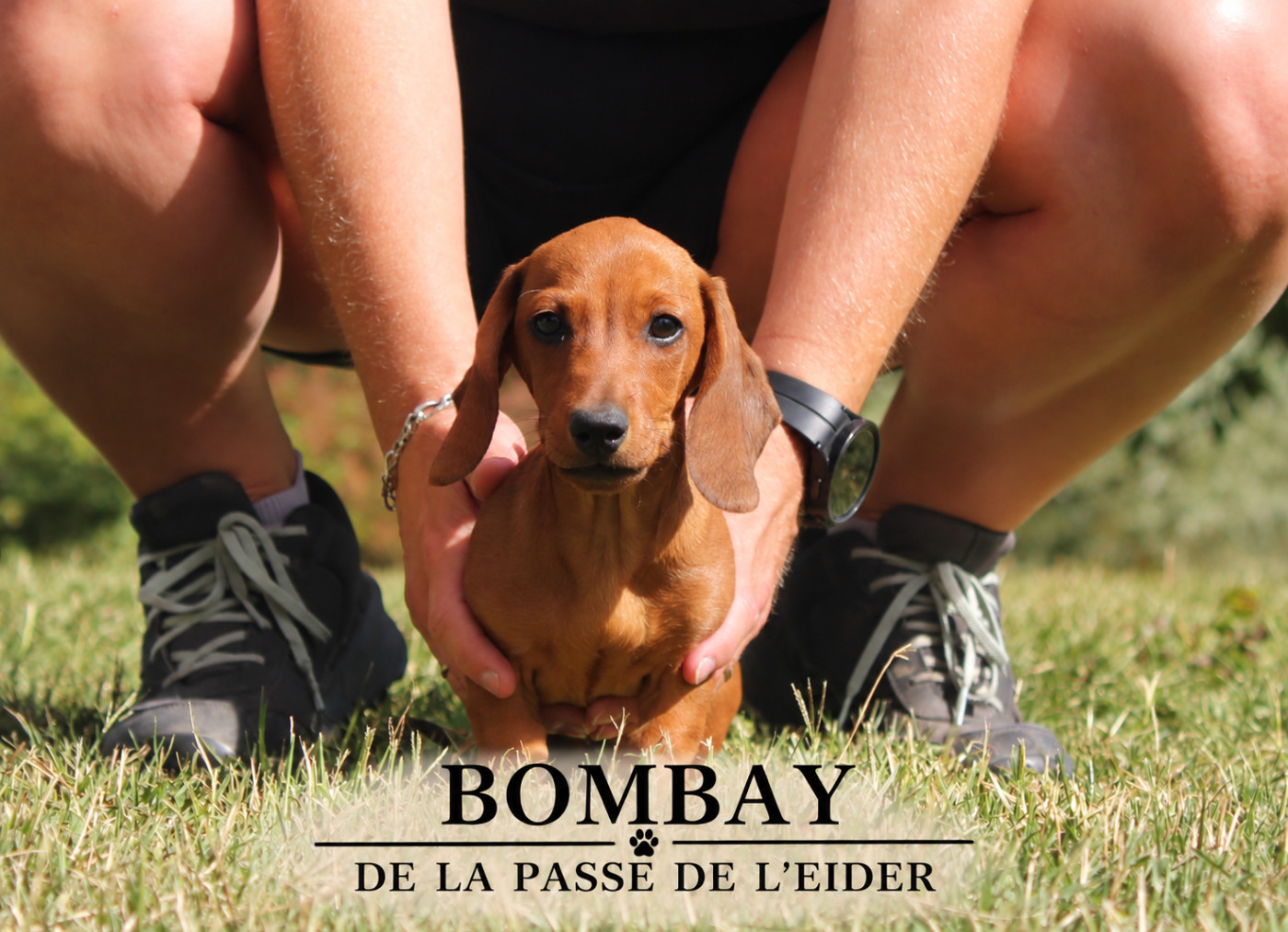 de la Passe de l'Eider - Chiots disponibles - Teckel poil ras