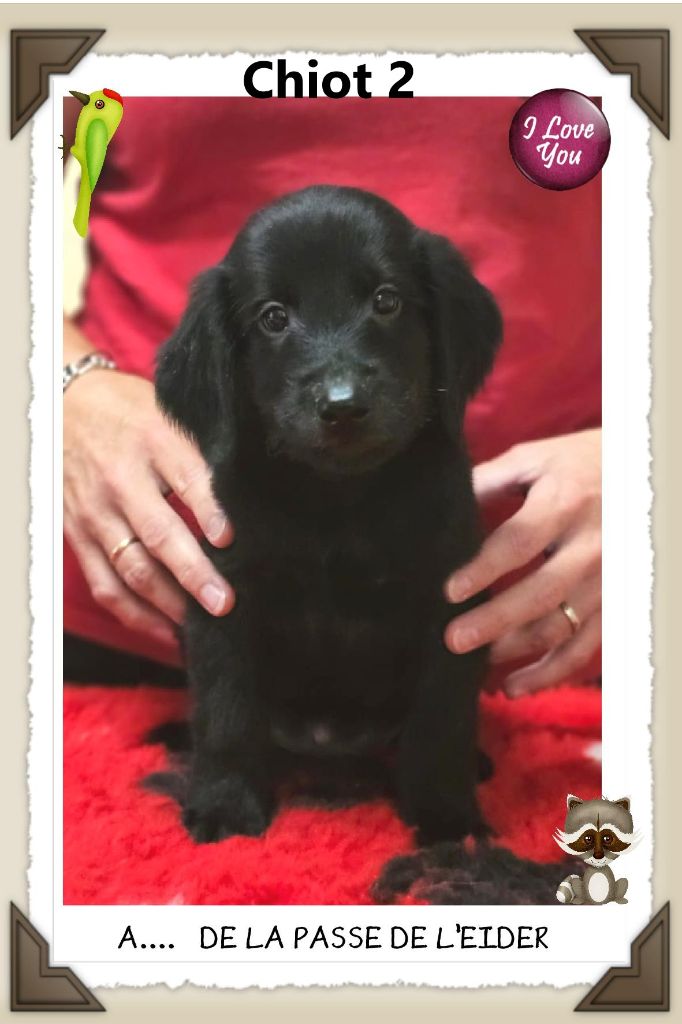 de la Passe de l'Eider - Chiots disponibles - Flat Coated Retriever