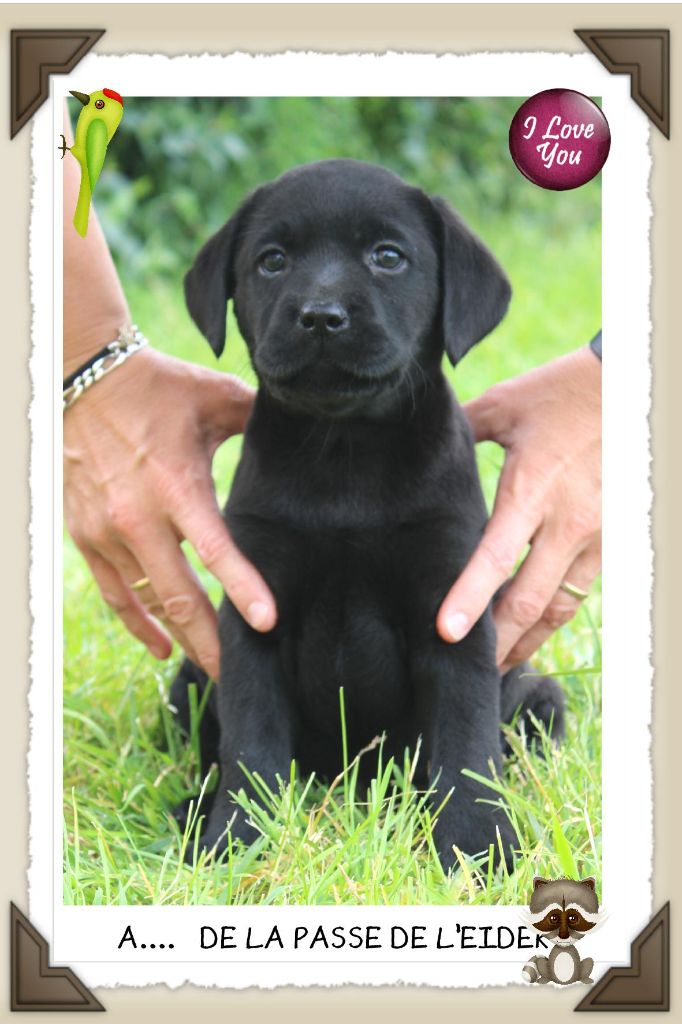 de la Passe de l'Eider - Chiots disponibles - Labrador Retriever