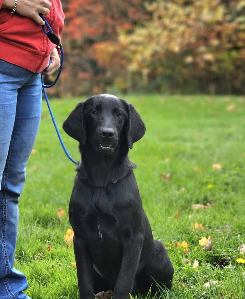 de la Passe de l'Eider - Chiots disponibles - Labrador Retriever
