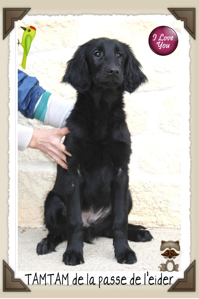 Chiot Flat Coated Retriever de la Passe de l'Eider