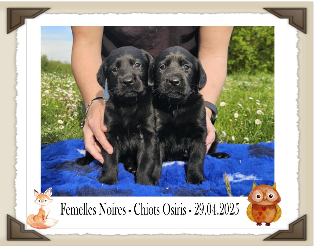 de la Passe de l'Eider - Chiots disponibles - Labrador Retriever