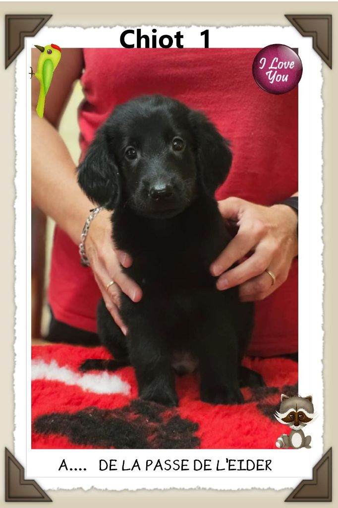 de la Passe de l'Eider - Chiots disponibles - Flat Coated Retriever