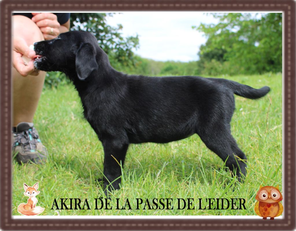 de la Passe de l'Eider - Chiots disponibles - Labrador Retriever