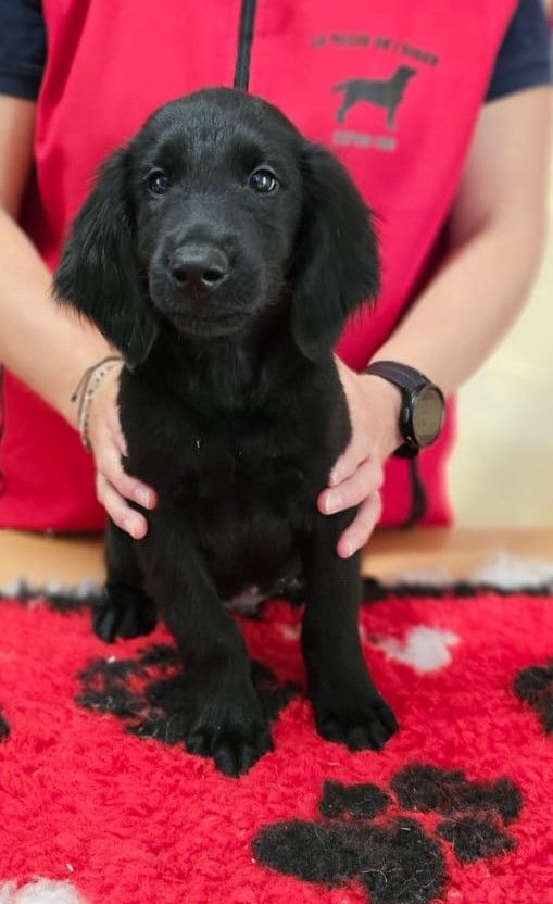 de la Passe de l'Eider - Chiots disponibles - Flat Coated Retriever