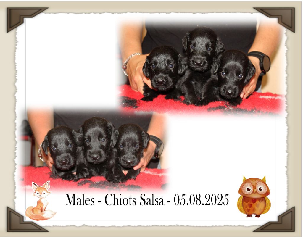 Chiot Flat Coated Retriever de la Passe de l'Eider