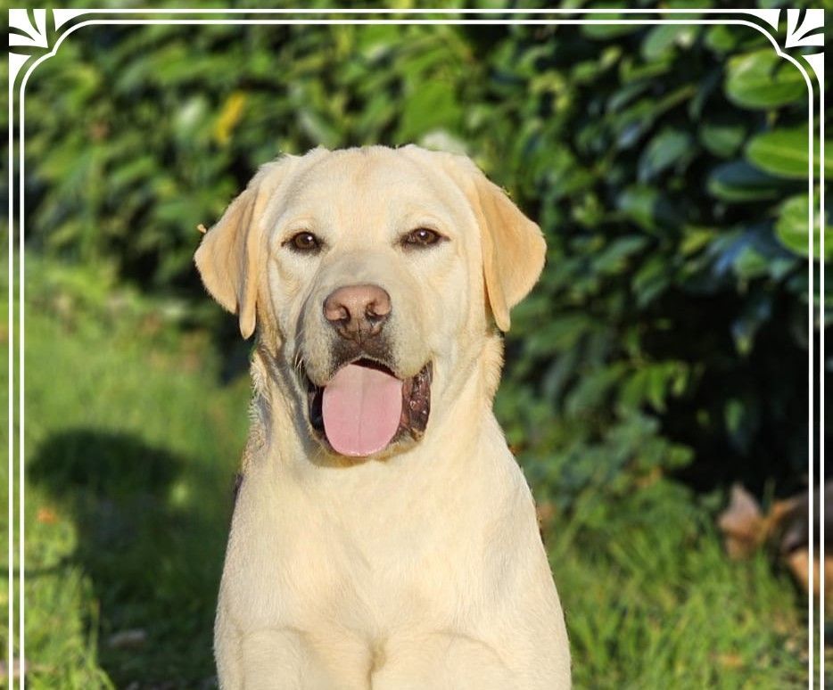 de la Passe de l'Eider - Chiots disponibles - Labrador Retriever