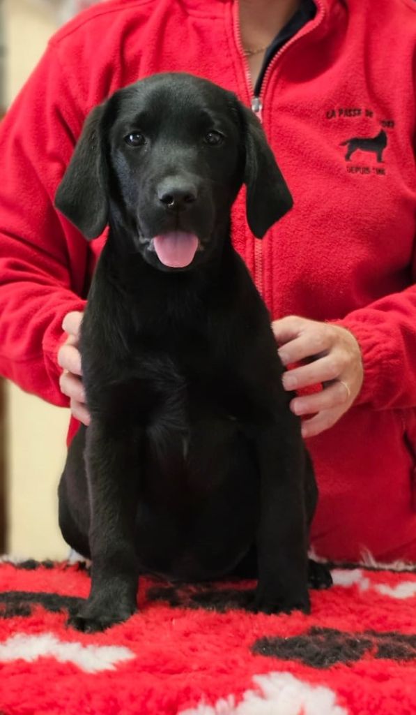 de la Passe de l'Eider - Chiots disponibles - Labrador Retriever