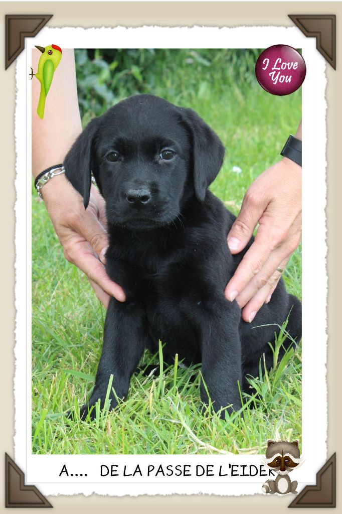 de la Passe de l'Eider - Chiots disponibles - Labrador Retriever