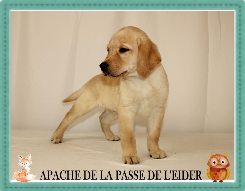 de la Passe de l'Eider - Chiots disponibles - Labrador Retriever
