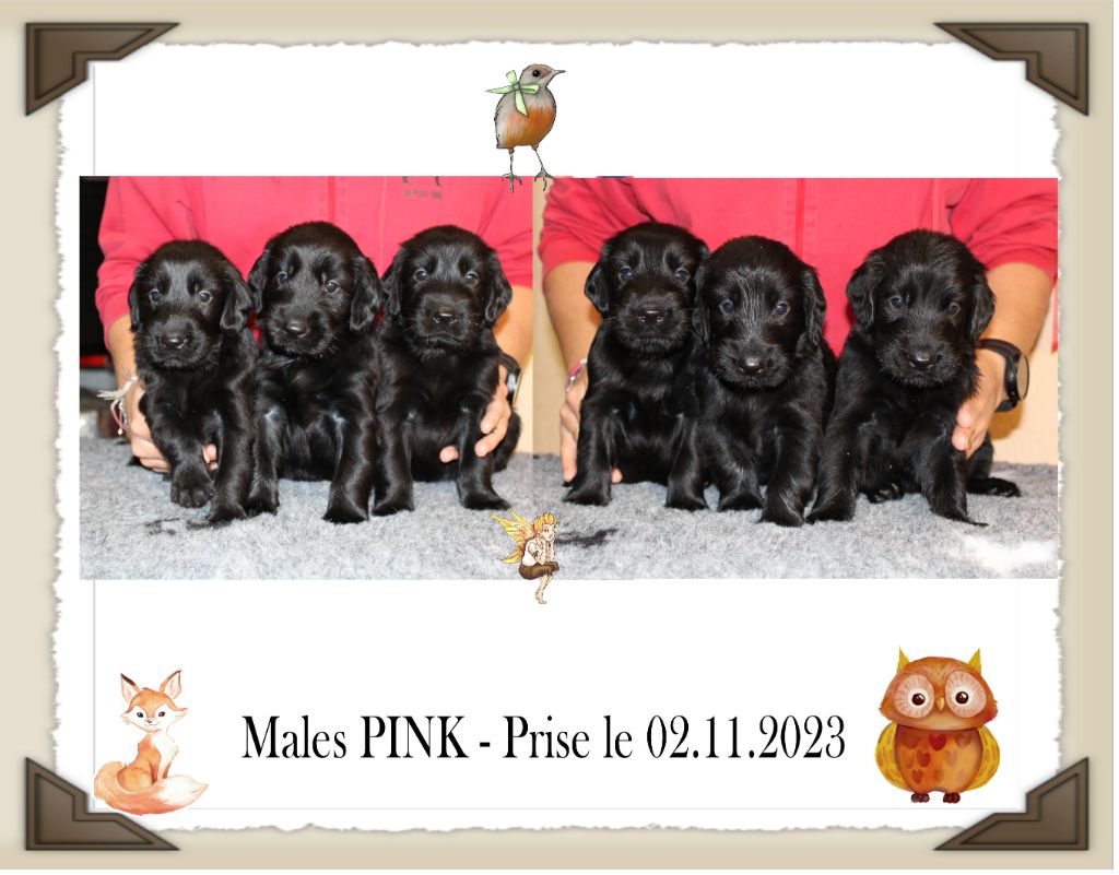 Chiot Flat Coated Retriever de la Passe de l'Eider