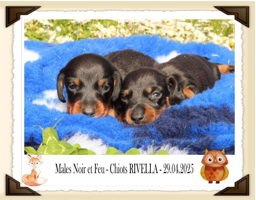 de la Passe de l'Eider - Chiots disponibles - Teckel poil ras