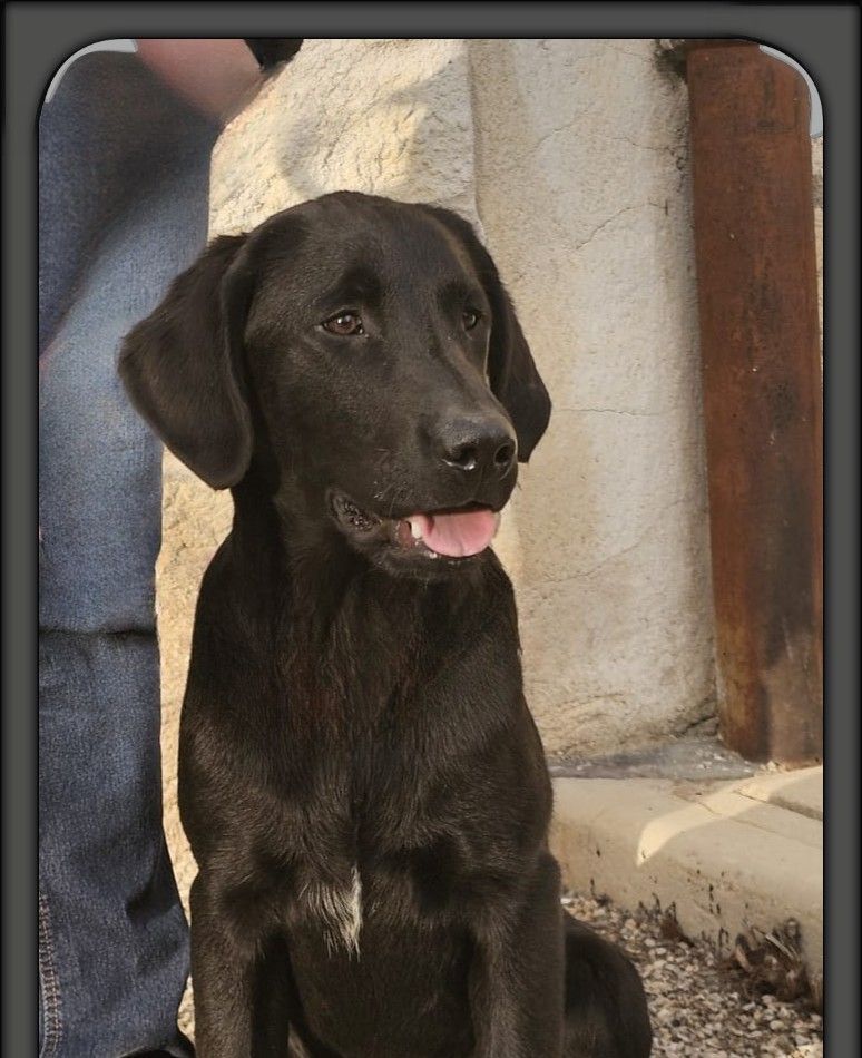 de la Passe de l'Eider - Chiots disponibles - Labrador Retriever