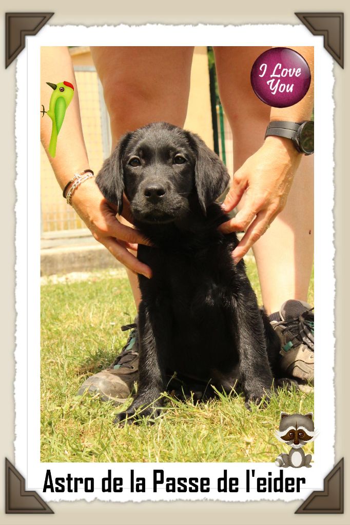 de la Passe de l'Eider - Chiots disponibles - Labrador Retriever