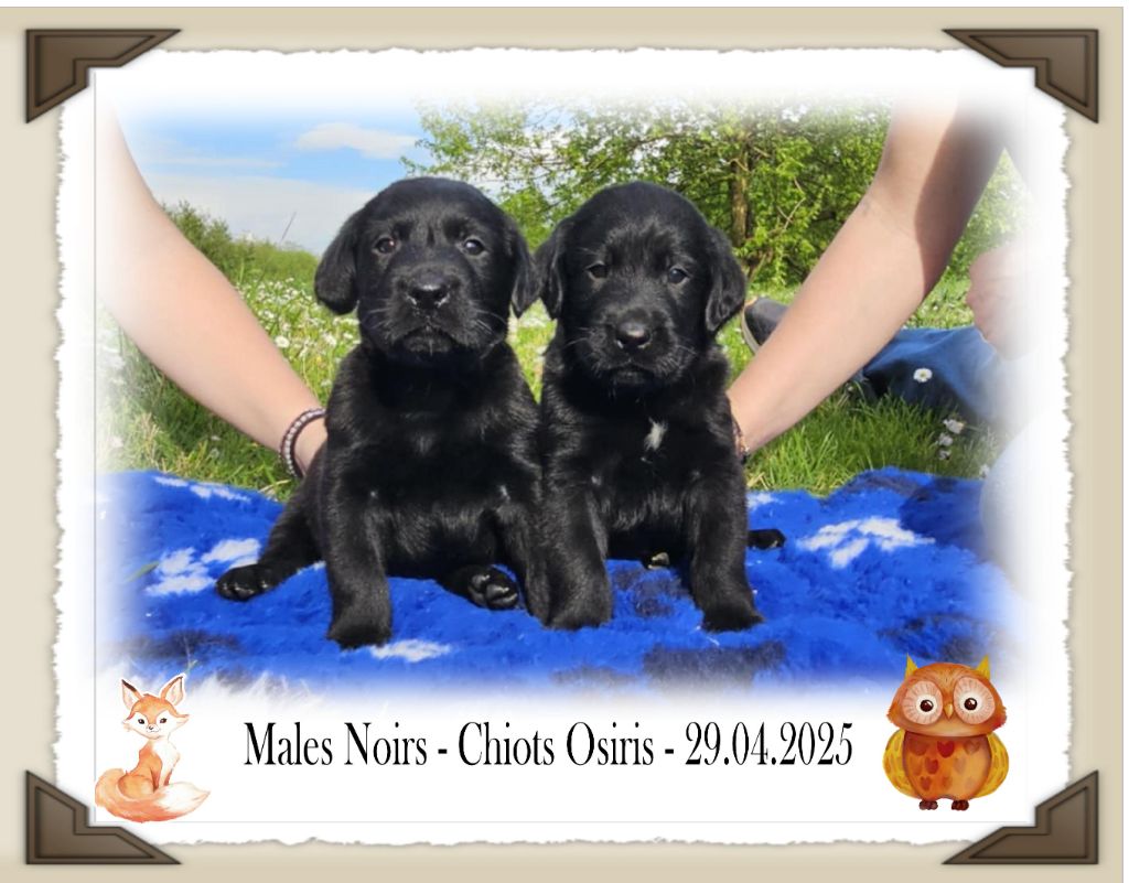 de la Passe de l'Eider - Chiots disponibles - Labrador Retriever