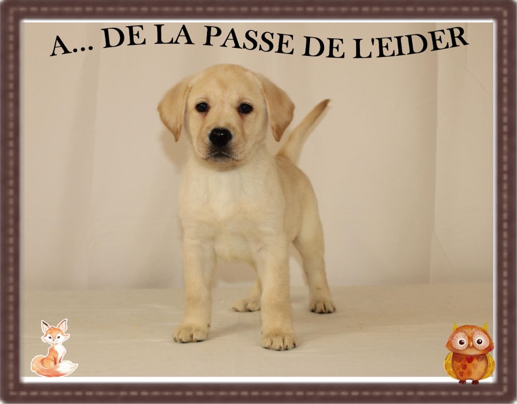de la Passe de l'Eider - Chiots disponibles - Labrador Retriever
