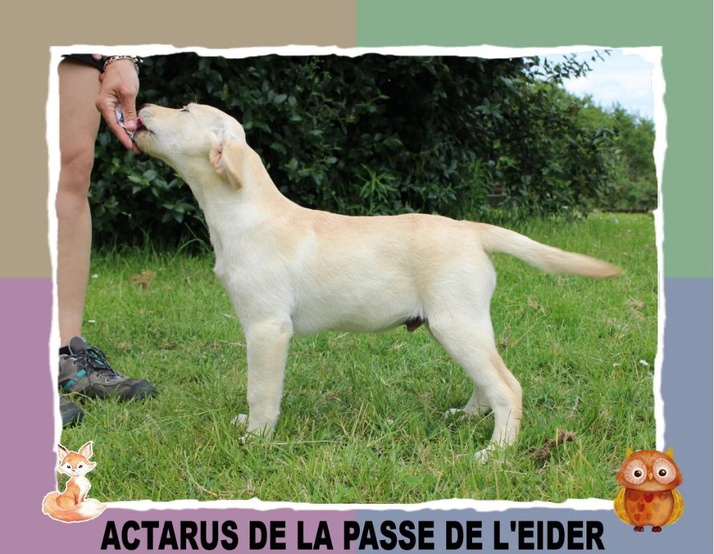 de la Passe de l'Eider - Chiots disponibles - Labrador Retriever