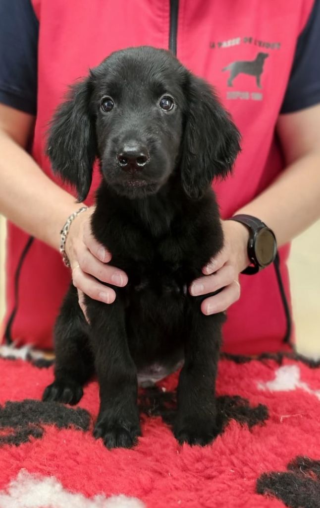 de la Passe de l'Eider - Chiots disponibles - Flat Coated Retriever