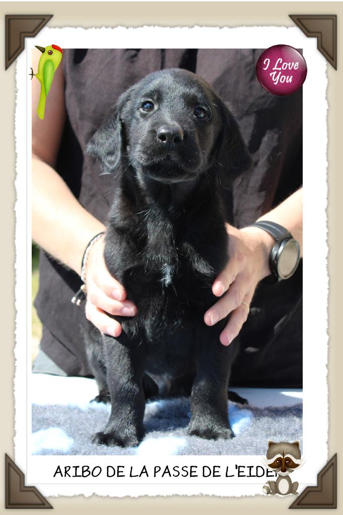 de la Passe de l'Eider - Chiots disponibles - Labrador Retriever