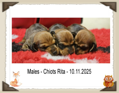 CHIOT 2