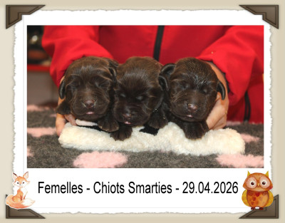 CHIOT 1
