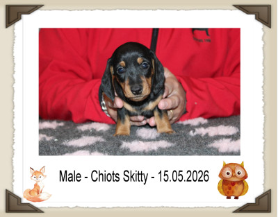 Chiot N°1