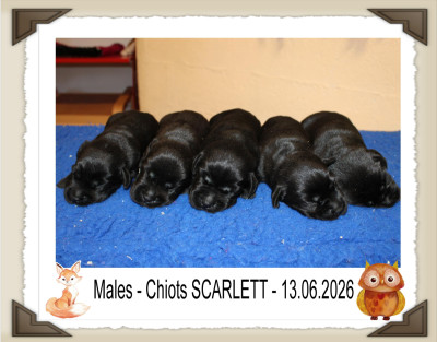 Chiot N°3
