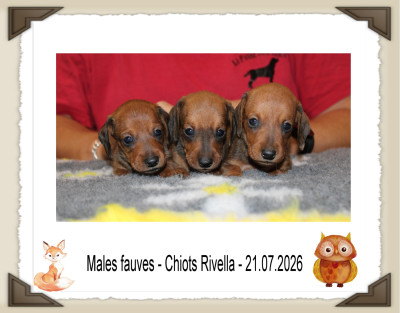 Chiot N°5