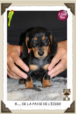 Chiot N°1