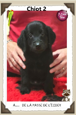 CHIOT 2