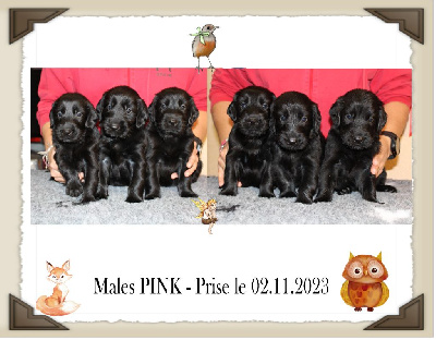 CHIOT 4