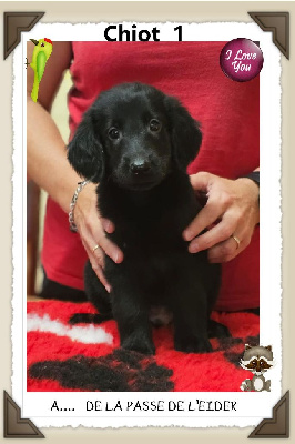 CHIOT 1