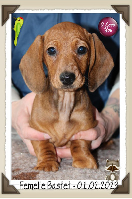 CHIOT 1