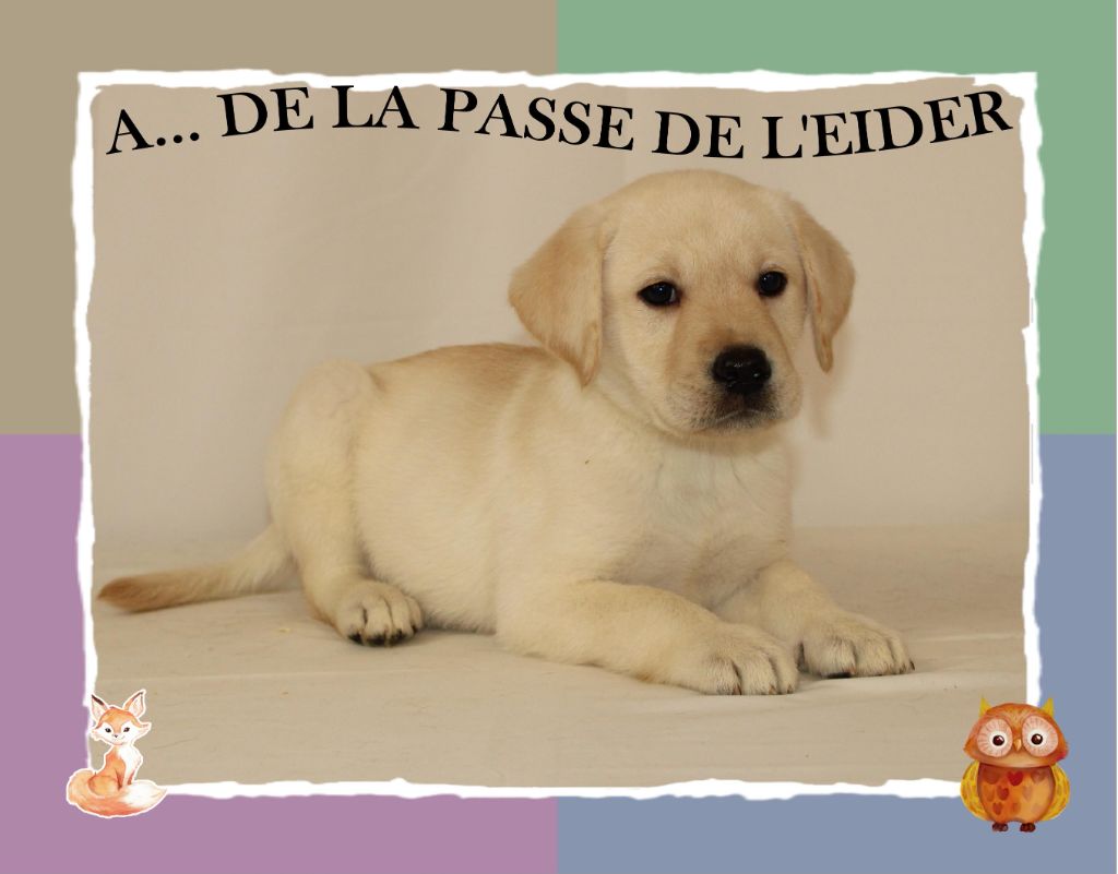 de la Passe de l'Eider - Chiots disponibles - Labrador Retriever