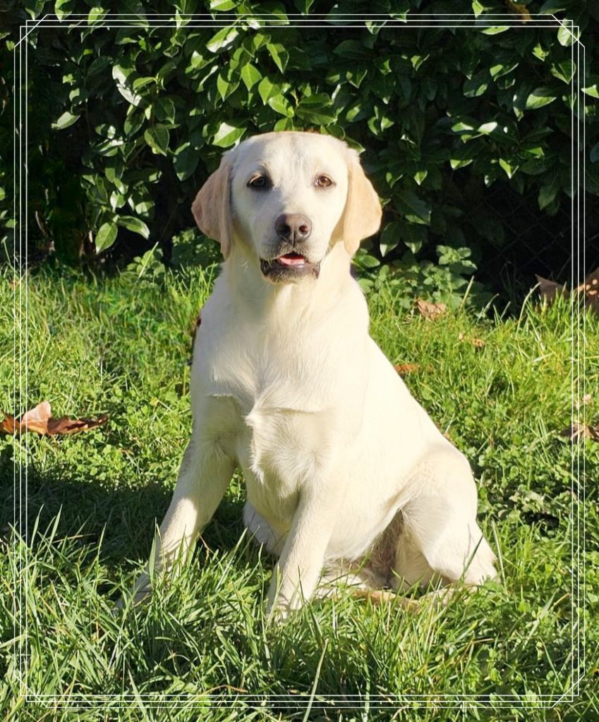 de la Passe de l'Eider - Chiots disponibles - Labrador Retriever