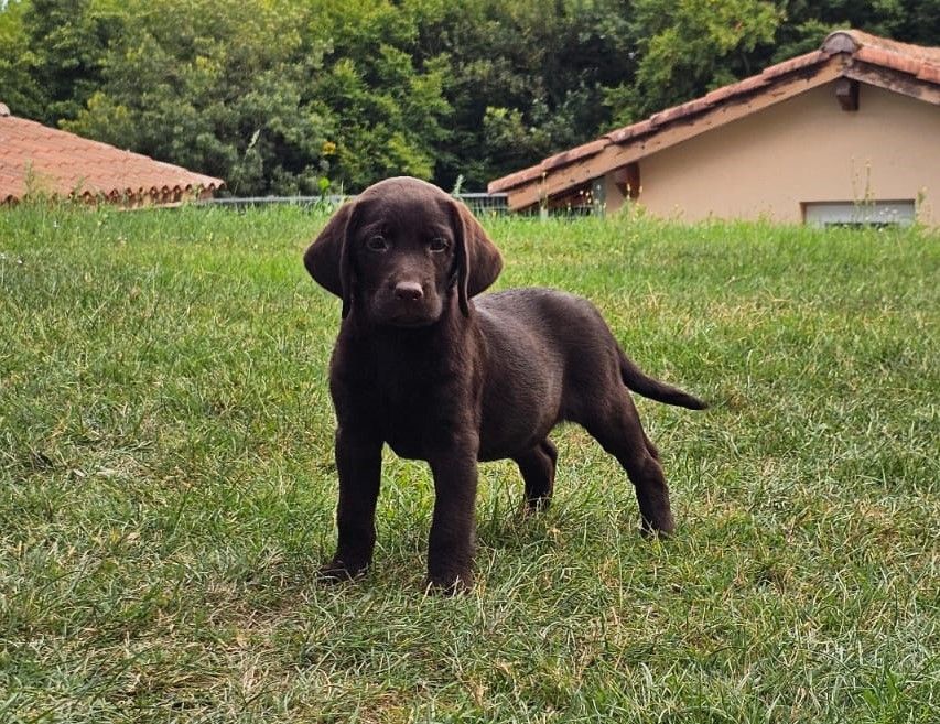 de la Passe de l'Eider - Chiots disponibles - Labrador Retriever