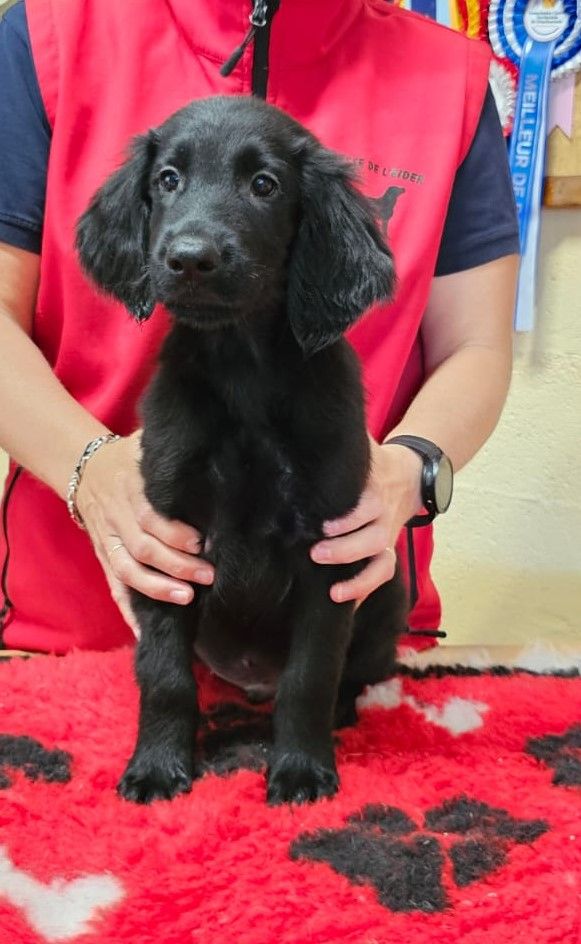 de la Passe de l'Eider - Chiots disponibles - Flat Coated Retriever