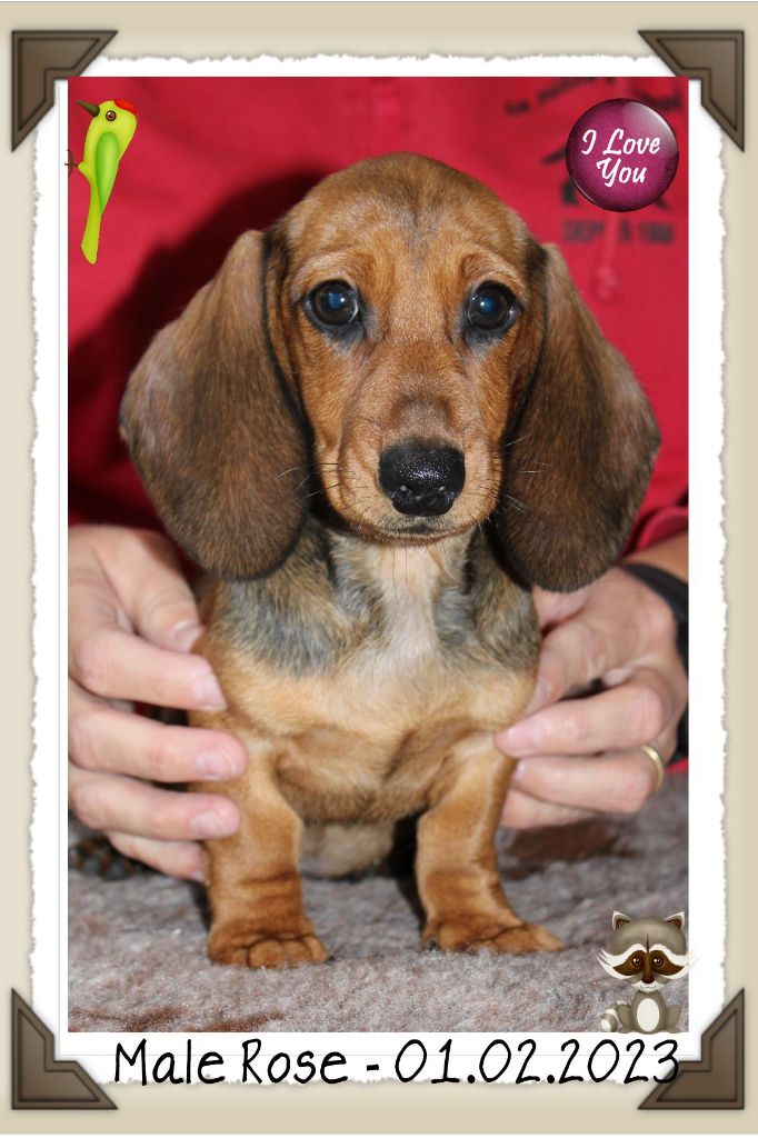 Chiot Teckel poil ras de la Passe de l'Eider