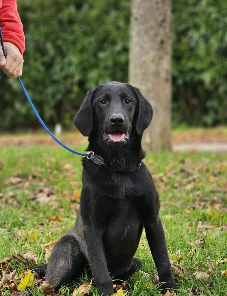 de la Passe de l'Eider - Chiots disponibles - Labrador Retriever
