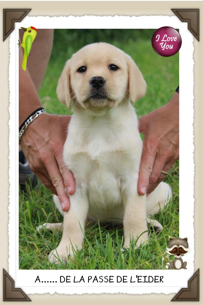 de la Passe de l'Eider - Chiots disponibles - Labrador Retriever