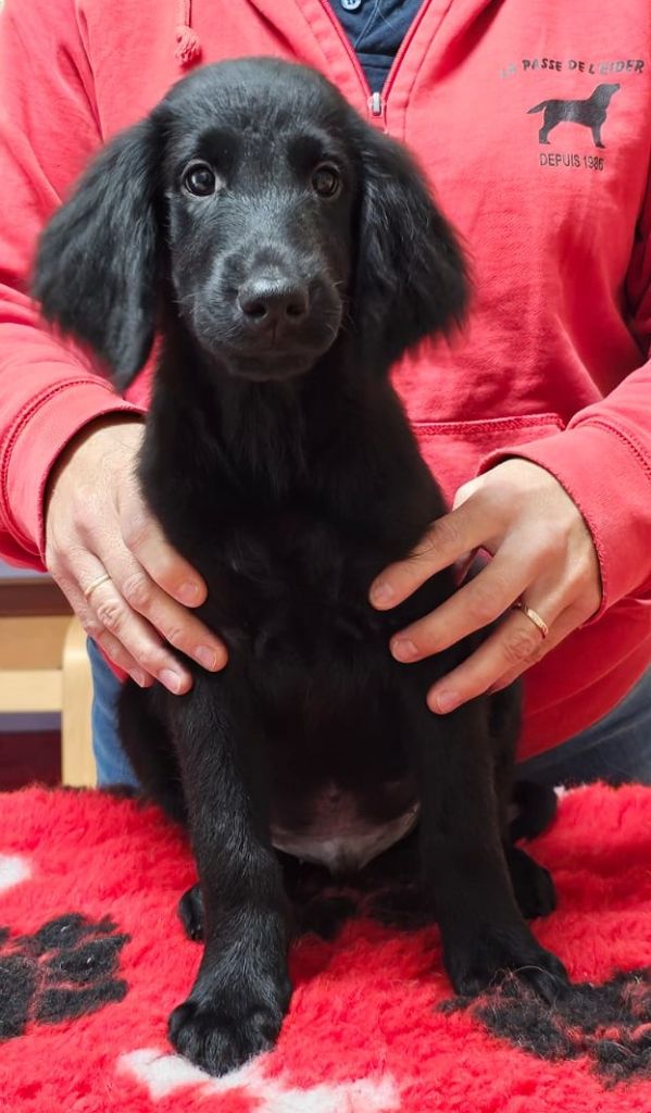 de la Passe de l'Eider - Chiots disponibles - Flat Coated Retriever