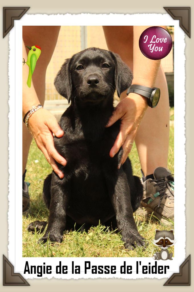 de la Passe de l'Eider - Chiots disponibles - Labrador Retriever