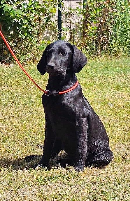 de la Passe de l'Eider - Chiots disponibles - Labrador Retriever