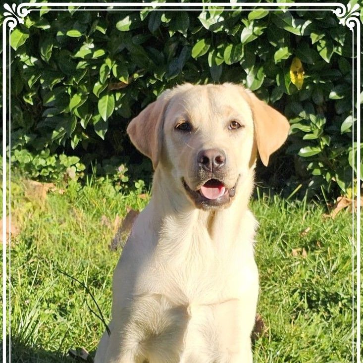 de la Passe de l'Eider - Chiots disponibles - Labrador Retriever