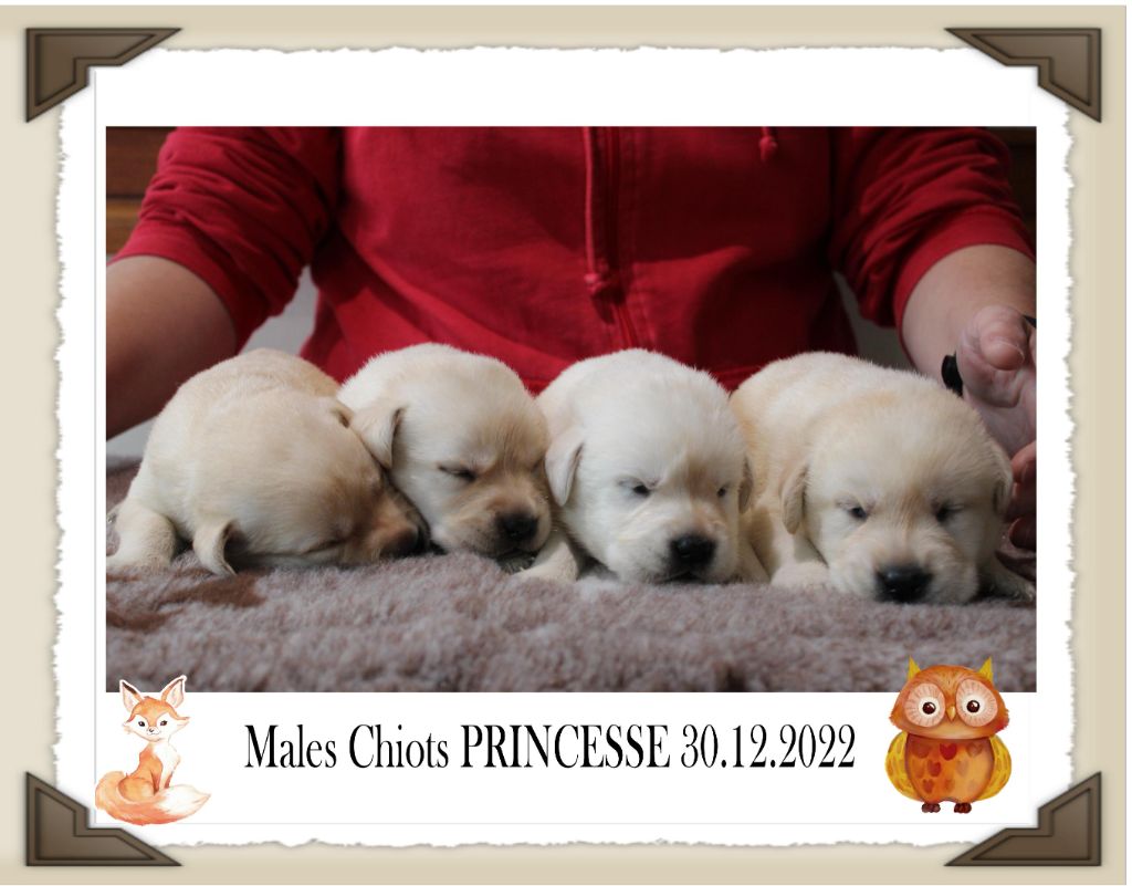 CHIOT 1