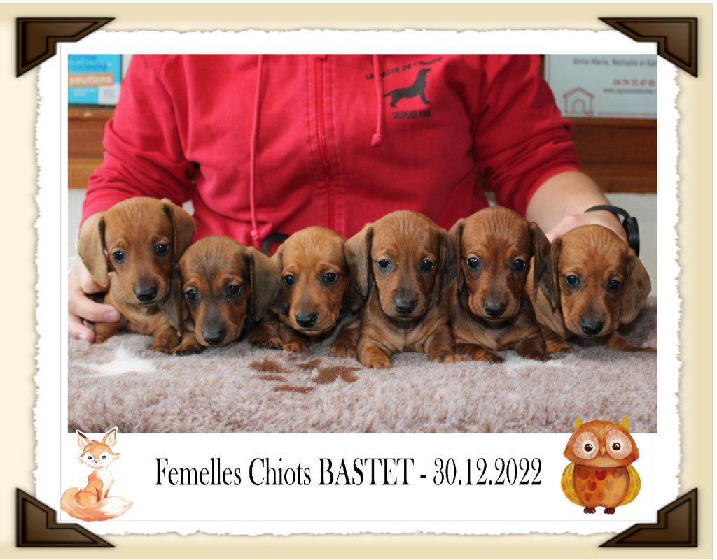 Chiot Teckel poil ras de la Passe de l'Eider