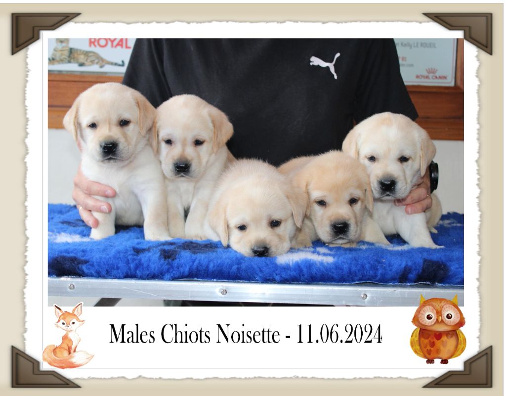 Chiot Labrador Retriever de la Passe de l'Eider