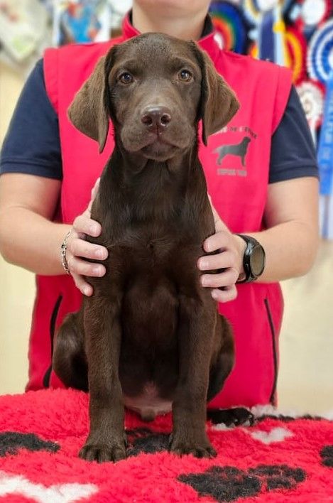 de la Passe de l'Eider - Chiots disponibles - Labrador Retriever